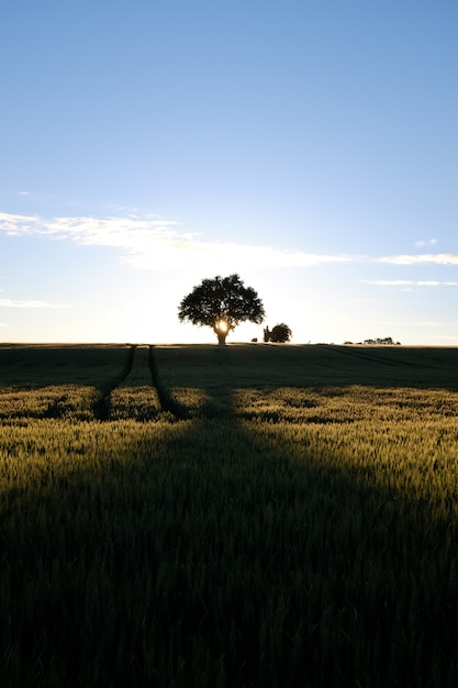 Free photo vertical shot of the sun rising over a greenfield full of different kinds of plants