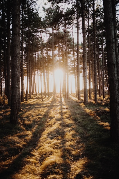 Free photo vertical shot of the sun shining through the trees in a forest captured in domburg, netherlands