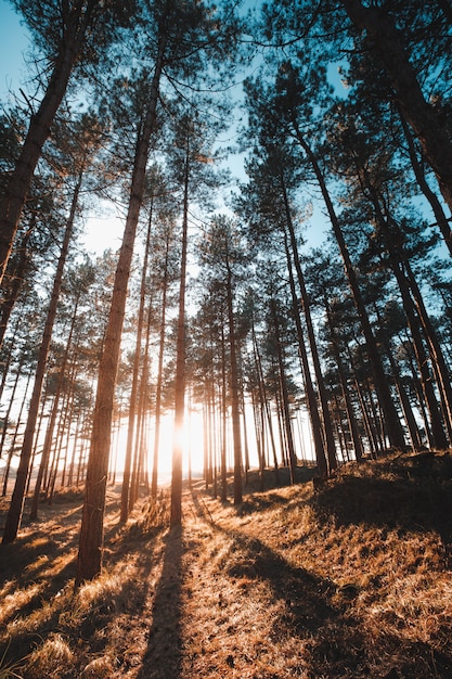 Free photo vertical shot of the sun shining through the trees in a forest taken in oostkapelle, netherlands