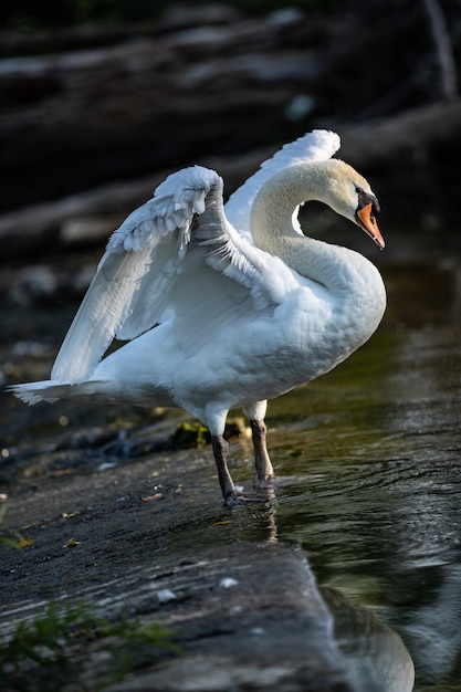 Vertical shot of swan on the pond