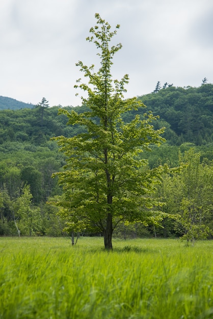 Free photo vertical shot of a tall tree in center of a green field and a forest at the background