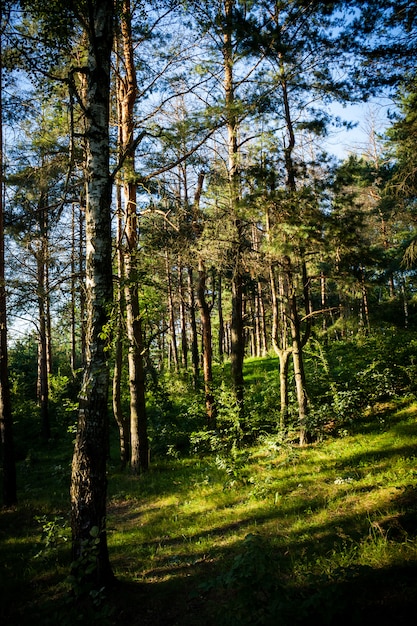 Vertical shot of the tall trees in the forest on a sunny day in summer