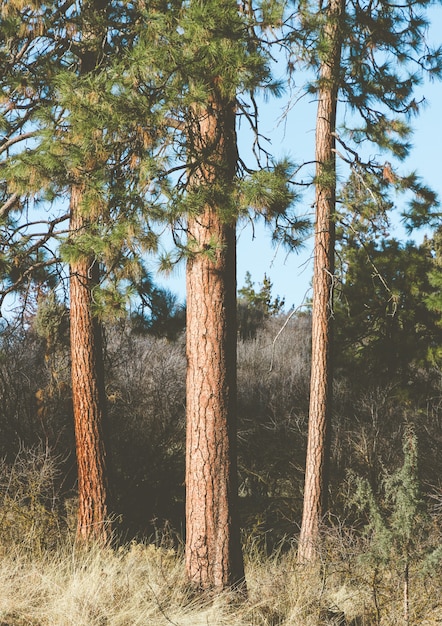 Free photo vertical shot of tall trees in the garden