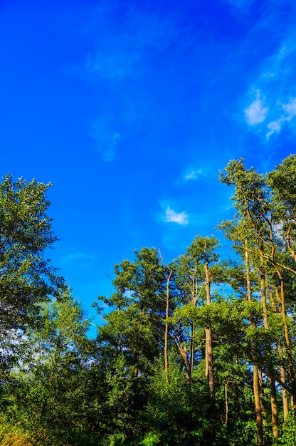 Vertical shot of tall trees of the park with the blue sky in the background