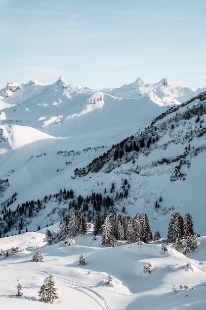 Free Photo vertical shot of tall trees in the winter