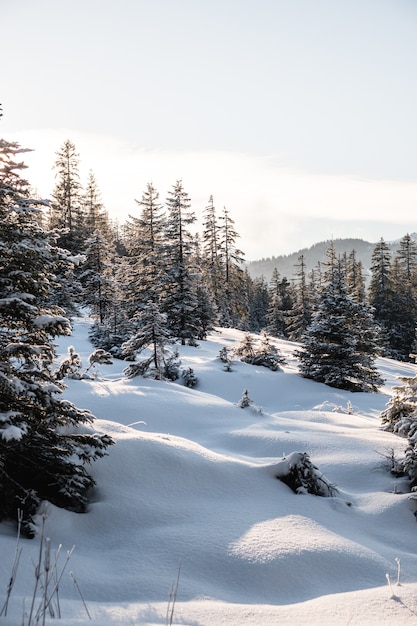 Free photo vertical shot of tall trees in the winter