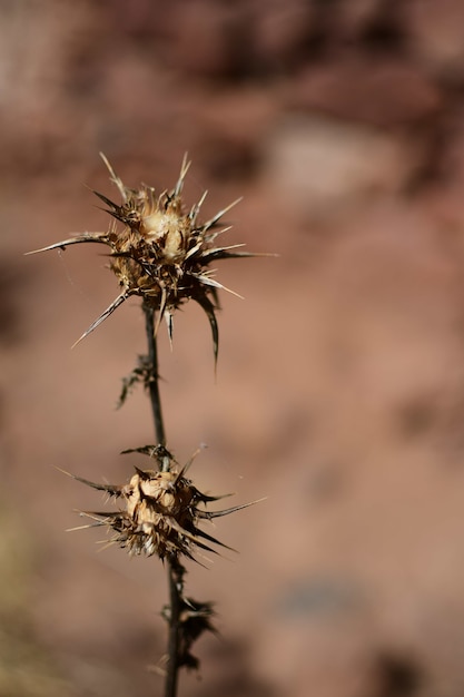 Free Photo vertical shot of a thorn flower in a desert