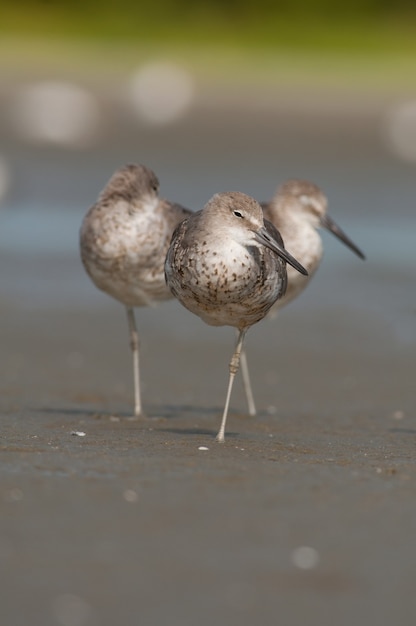 Free photo vertical shot of three birds walking on the beach shore