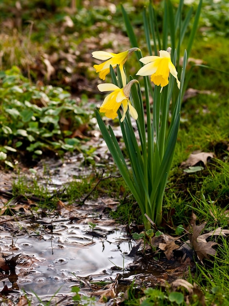 Free Photo vertical shot of three yellow tulips in nature