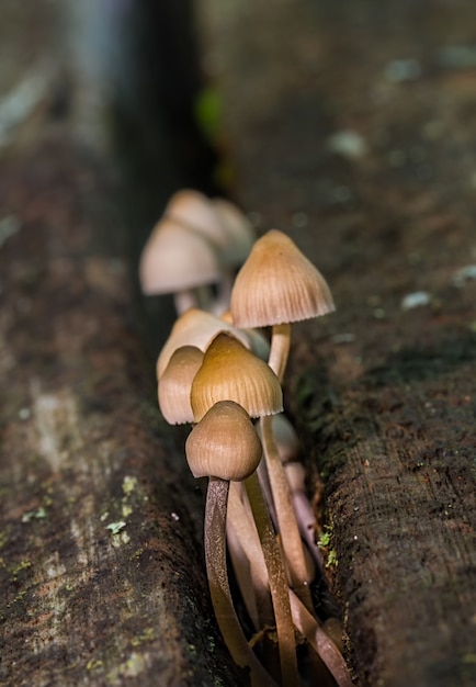 Free Photo vertical shot of tiny mushrooms growing in an old brown trunk