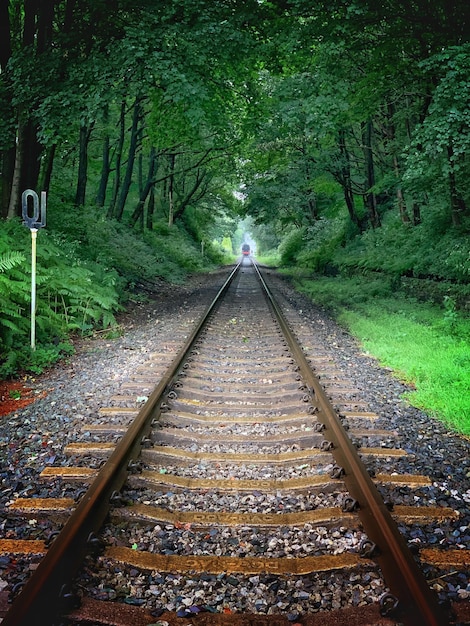 Free Photo vertical shot of a train track in a forest covered in greenery in the daylight