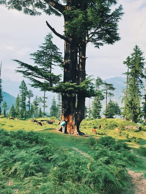 Free photo vertical shot of a traveler standing near a tall tree in a forest and enjoying the beautiful view