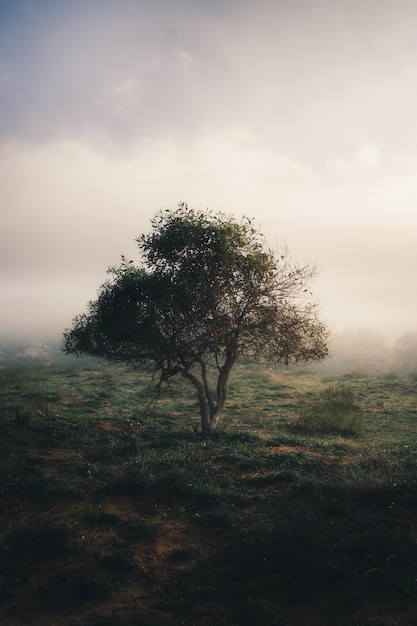 Vertical shot of a tree on the background of white sky