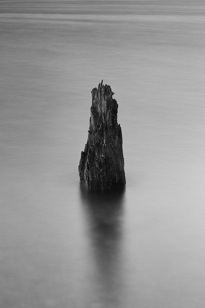 Free Photo vertical shot of tree root in the frozen sea covered in fog