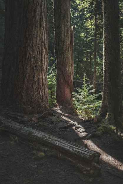 Free photo vertical shot of tree trunks and small conifer trees in a forest