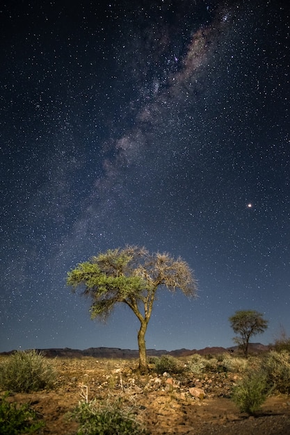 Free photo vertical shot of a tree with the breathtaking milky way galaxy in the background