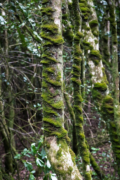 Free Photo vertical shot of a tree with moss on it in the forest