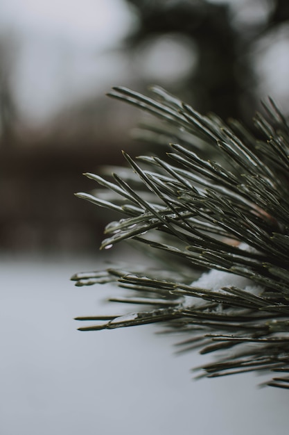 Free photo vertical shot of a tree with snow with blurred