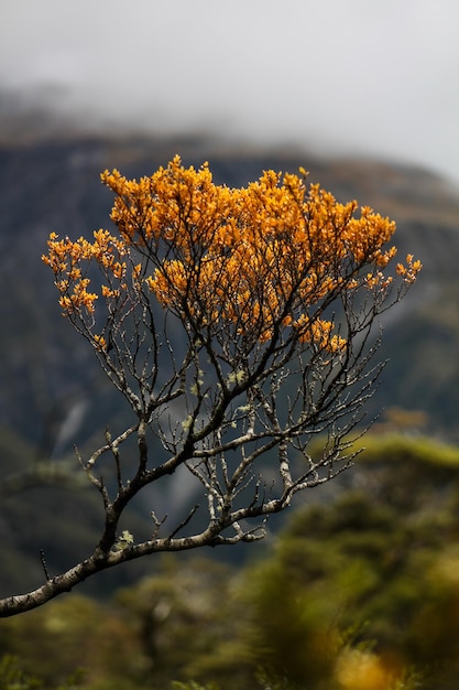 Free photo vertical shot of a tree with yellow leaves during autumn