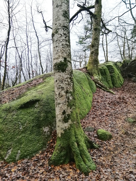 Free photo vertical shot of trees in the middle of the forest in larvik, norway