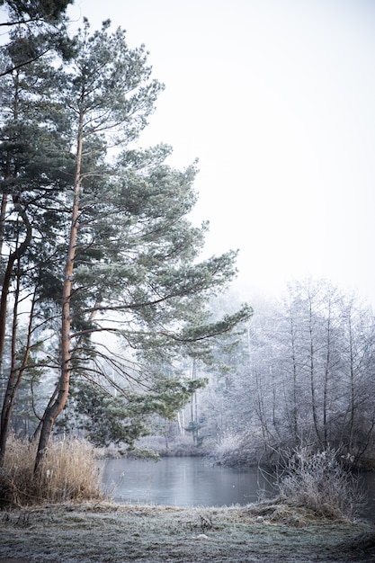 Free photo vertical shot of the trees near the lake on a foggy day in winter