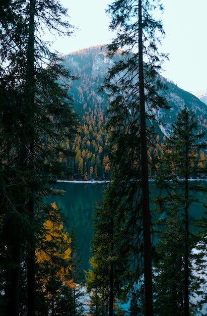 Free Photo vertical shot of trees near the lake moraine and a tree covered mountain 