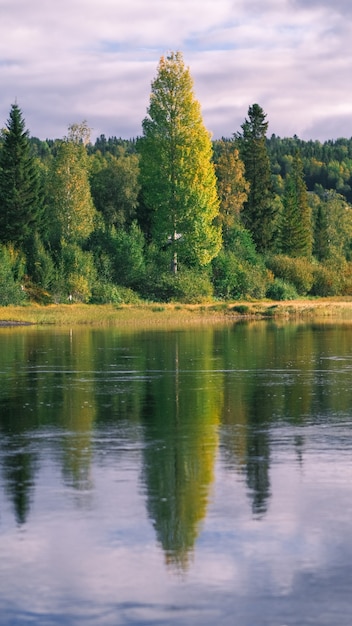 Free Photo vertical shot of trees reflecting on a water