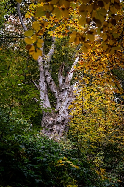 Vertical shot of trees with yellow autumn leaves