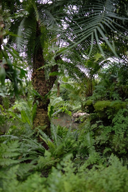 Vertical shot of tropical green trees and many bushes