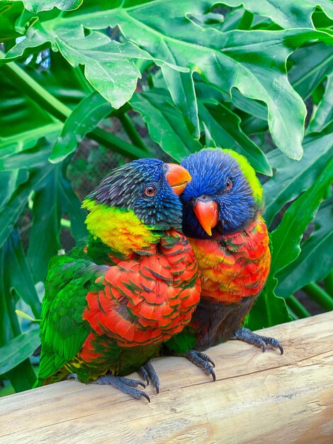 Vertical shot of two colorful parrots perching on a wood