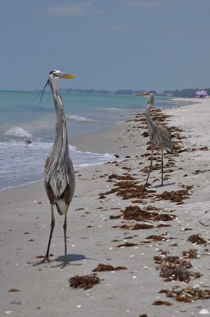 Vertical shot of two great blue herons on the beach near sea waves enjoying the warm weather