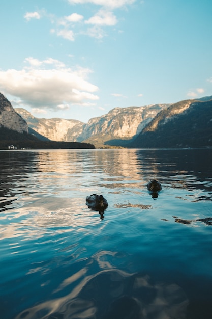 Free Photo vertical shot of two mallard ducks swimming at a lake in hallstatt, austria