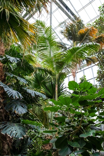 Vertical shot of a variety of trees and plants growing inside the greenhouse