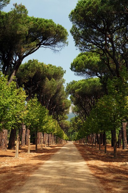 Vertical shot of a walkway next to alined trees from both side in a tropical land