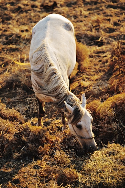 Free photo vertical shot of a white horse grazing on a grassy field