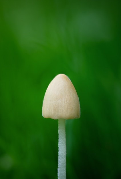 Vertical shot of a white mushroom on  a green