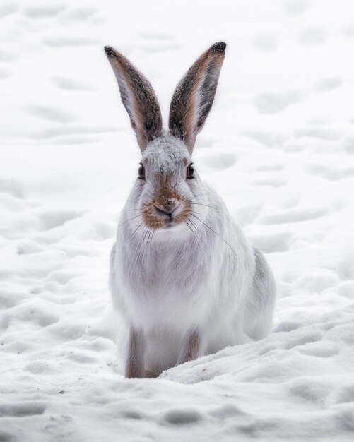 Vertical shot of a white rabbit in a field covered in the snow