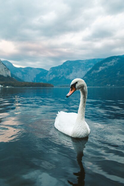 Free photo vertical shot of a white swan swimming in the lake in hallstatt