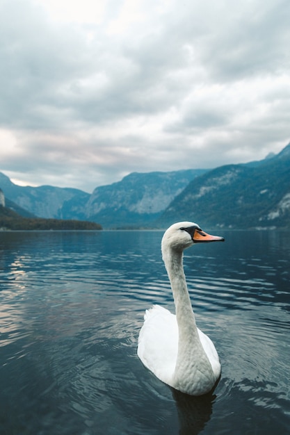 Free photo vertical shot of a white swan swimming in the lake in hallstatt