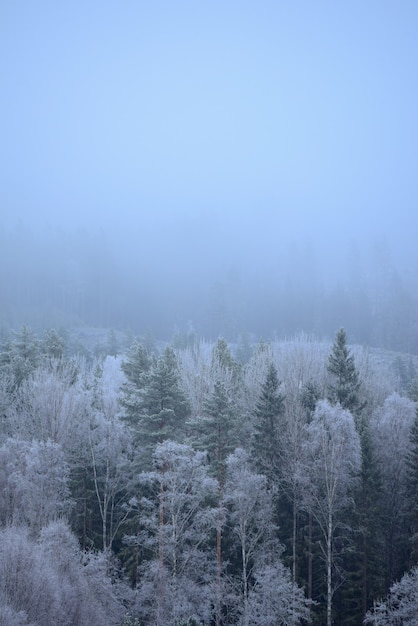 Vertical shot of wonderful frozen trees on a foggy day