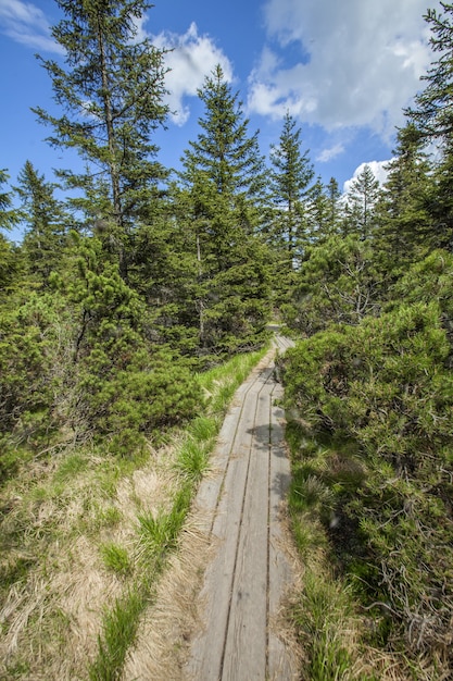 Free Photo vertical shot of a wooden trail near the ribnica lake in the pohorje hills in slovenia