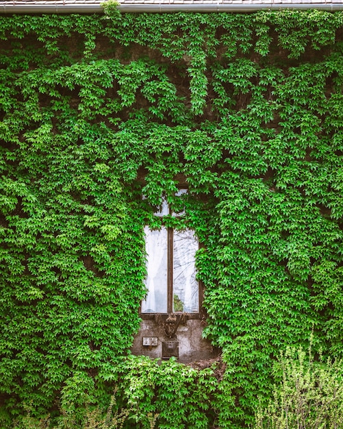 Free photo vertical shot of a wooden window surrounded by green plants