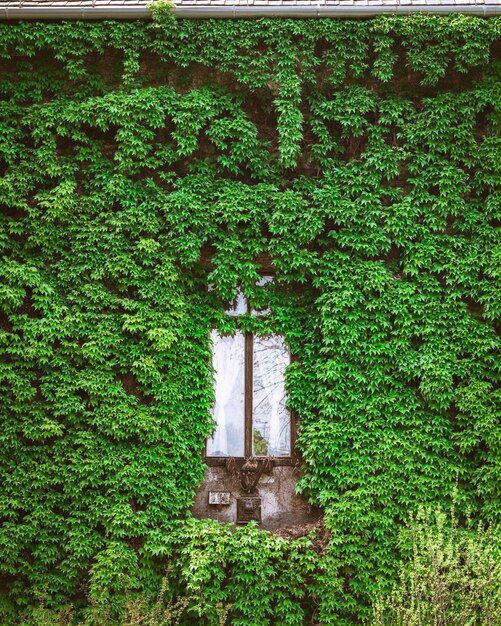 Vertical shot of a wooden window surrounded by green plants