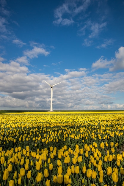 Free photo vertical shot of yellow flower field with a windmill under a blue cloudy sky