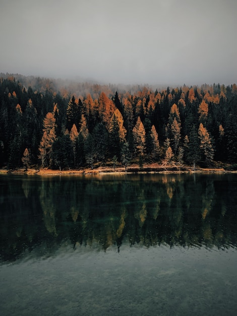 A vertical shot of yellow and green trees near the water