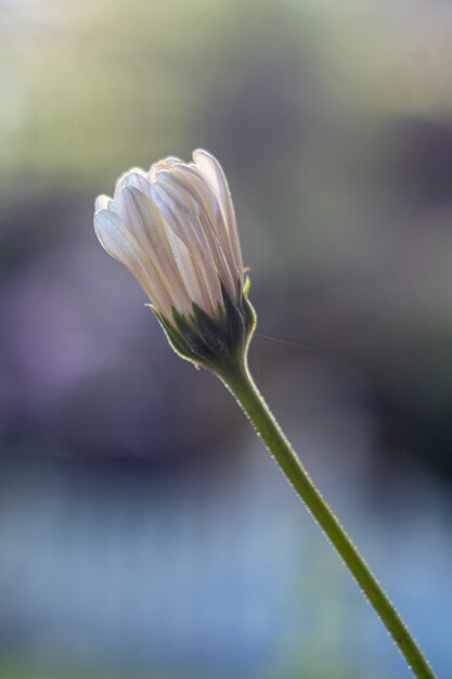 Vertical  of a stunning chamomile flower bud