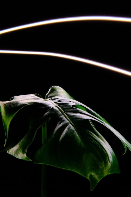 Vertical view of the green leaf of a plant in the dark