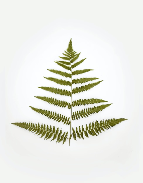 Free photo vertical view of a green plant on a white background