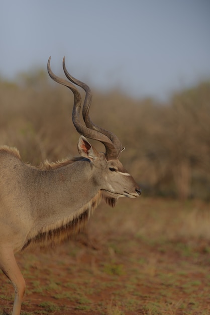 Free photo vertical view of a kudu from the side with a blurred background