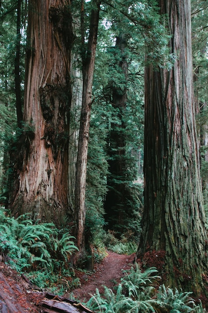 Vertical view of a pathway surrounded by greenery in a forest at daytime - cool for backgrounds